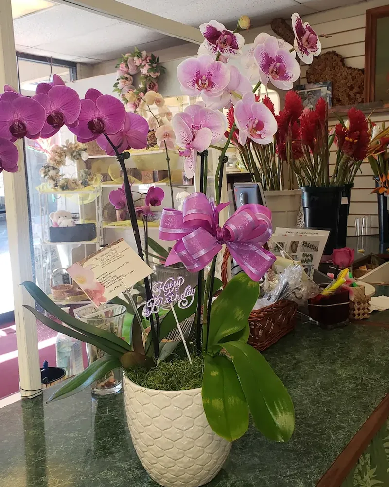 Blooming orchid plants in the shop